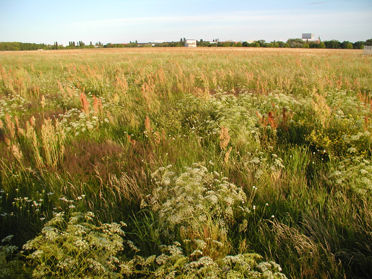 Tempelhofer Feld (eh. Flughafen Tempelhof)
